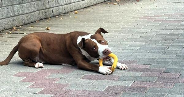 LADY BELLISSIMA CAGNOLINA Foto 9